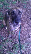 Cypress the Beautiful Hound Mix
