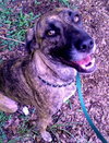 Cypress the Beautiful Hound Mix