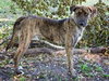 Cypress the Beautiful Hound Mix