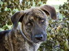 Cypress the Beautiful Hound Mix