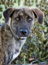 Cypress the Beautiful Hound Mix