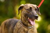 Cypress the Beautiful Hound Mix