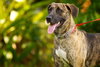 Cypress the Beautiful Hound Mix