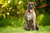 Cypress the Beautiful Hound Mix