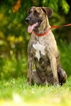 Cypress the Beautiful Hound Mix