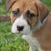 Figaro the Puppy