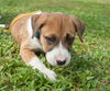 Figaro the Puppy
