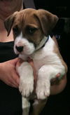 Figaro the Puppy