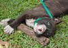 Simon the American Bulldog Puppy