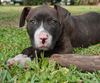 Simon the American Bulldog Puppy
