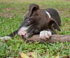 Simon the American Bulldog Puppy