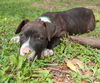 Simon the American Bulldog Puppy
