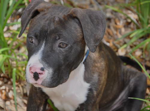 Simon the American Bulldog Puppy