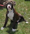 Simon the American Bulldog Puppy