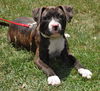 Simon the American Bulldog Puppy