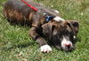 Simon the American Bulldog Puppy