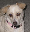 Leyla the Quiet Chihuahua