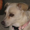Leyla the Quiet Chihuahua