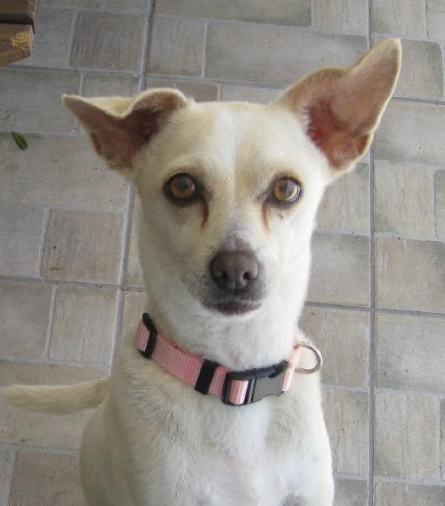 Leyla the Quiet Chihuahua