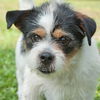 Omar the Shih-Jack