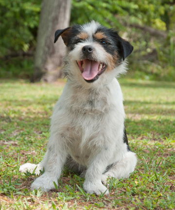 Omar the Shih-Jack