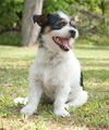 Omar the Shih-Jack