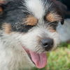 Omar the Shih-Jack