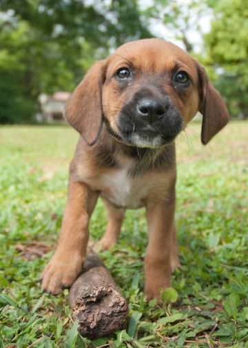 Velvet the Hound Puppy