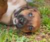 Velvet the Hound Puppy