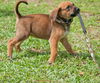 Velvet the Hound Puppy