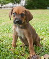 Velvet the Hound Puppy