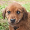 Viola the Hound Puppy