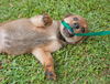 Viola the Hound Puppy