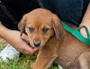 Viola the Hound Puppy