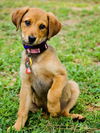 Viola the Hound Puppy