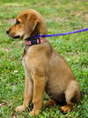 Viola the Hound Puppy