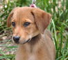 Viola the Hound Puppy