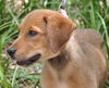 Viola the Hound Puppy