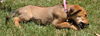 Viola the Hound Puppy