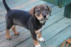 ViVi the Hound Puppy