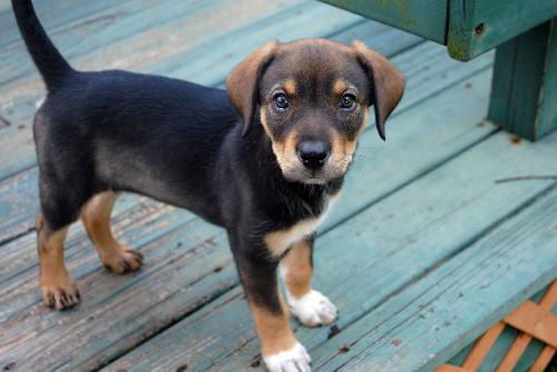 ViVi the Hound Puppy