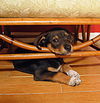 ViVi the Hound Puppy