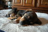ViVi the Hound Puppy