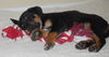Vincent the Hound Puppy