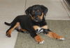 Vincent the Hound Puppy