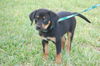 Vincent the Hound Puppy