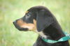 Vincent the Hound Puppy