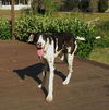 Oreo the Harlequin Great Dane