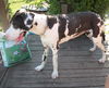 Oreo the Harlequin Great Dane