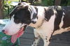 Oreo the Harlequin Great Dane
